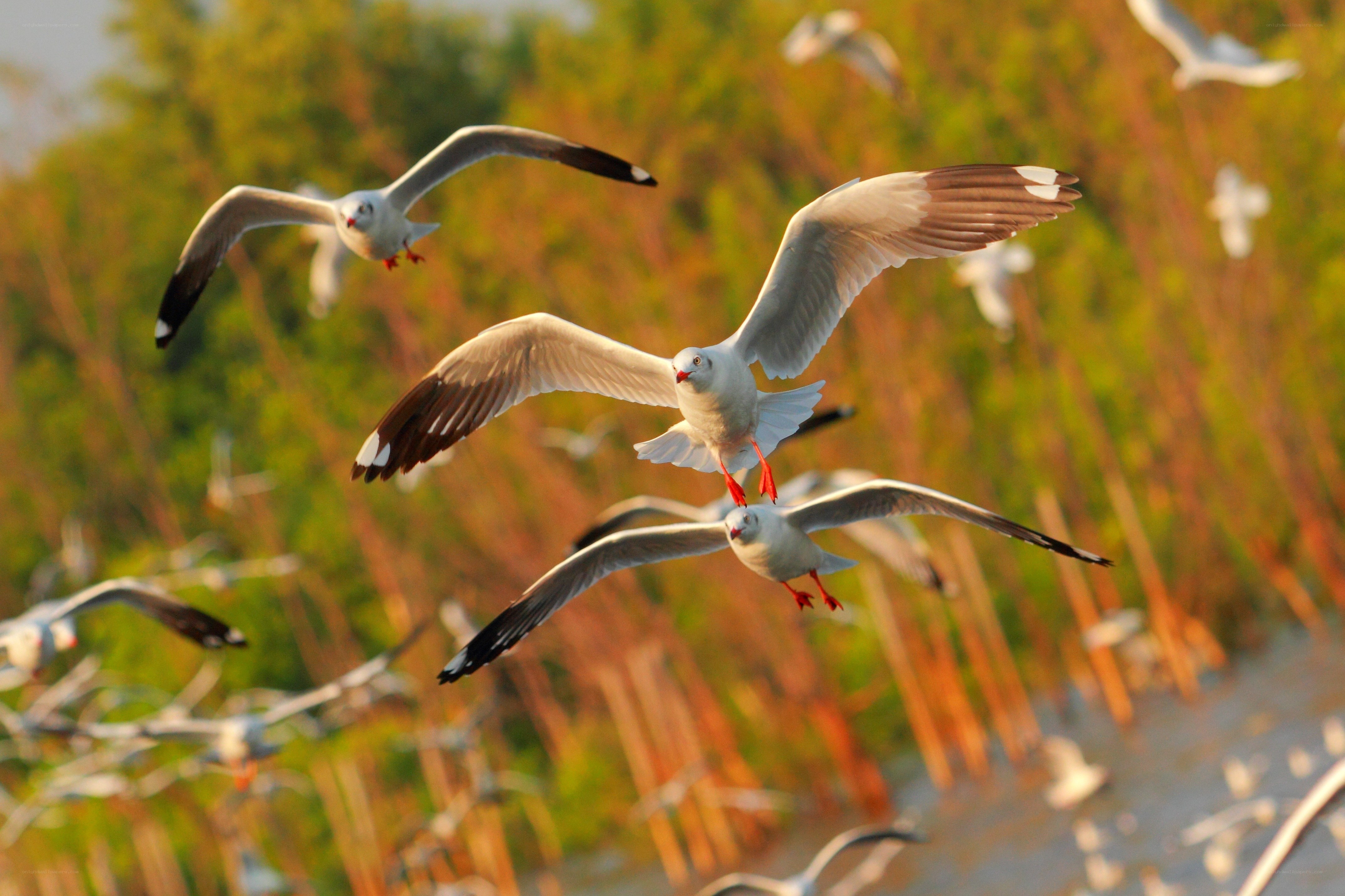 Seagulls in Flight at Sunset