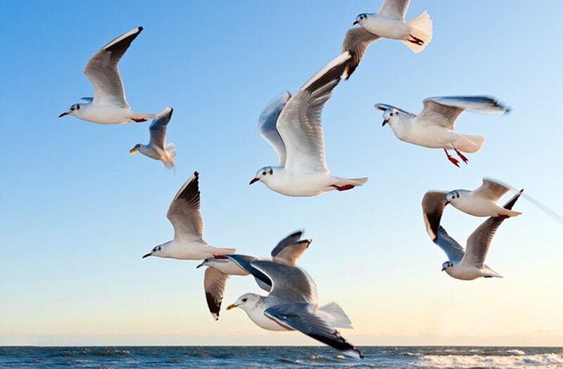 Seagulls in Flight — Blue, Serene, Sunset