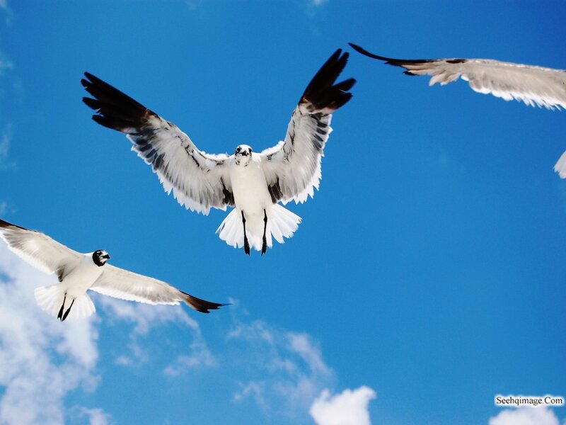 Seagulls in Flight — Blue, Serene