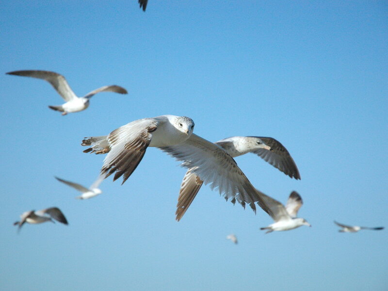 Seagulls in Flight — Blue
