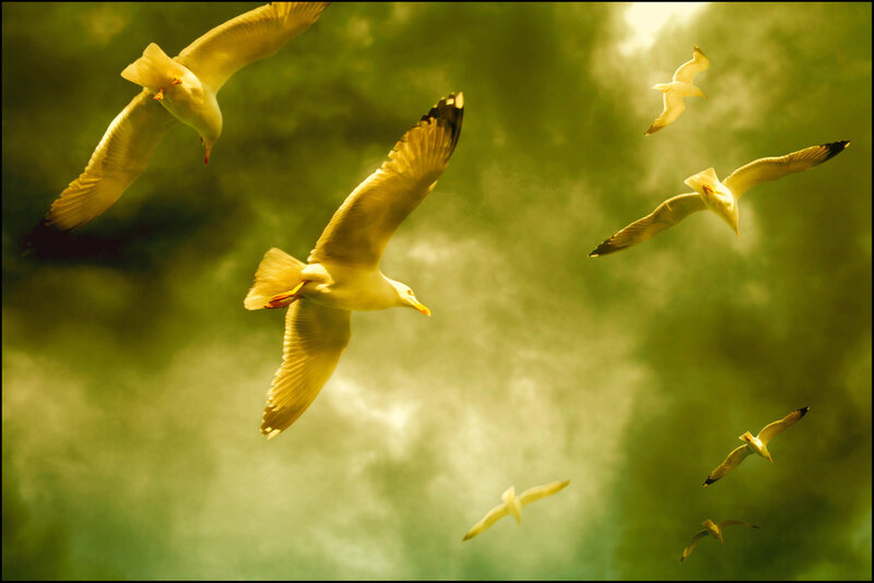 Seagulls in Flight — Green