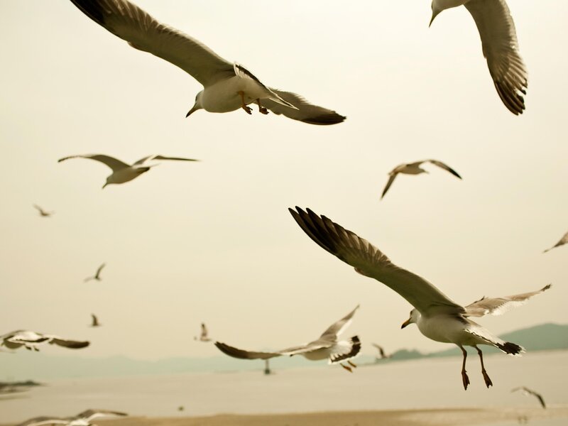 Seagulls in flight over water