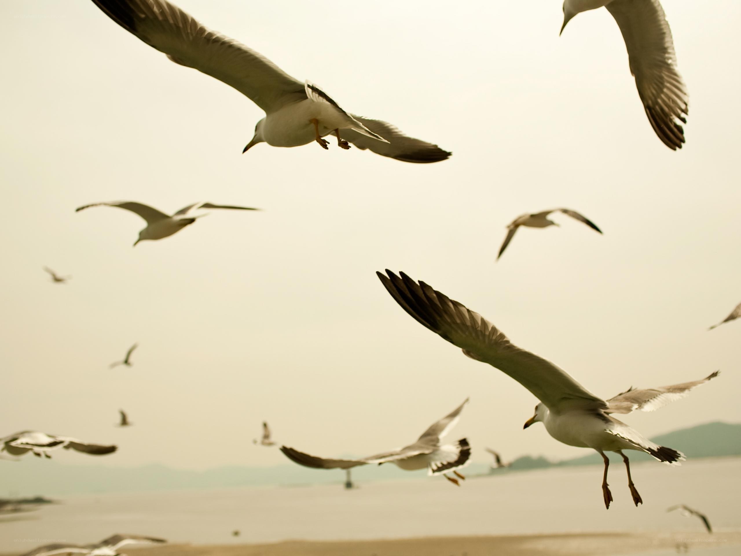 Seagulls in flight over water