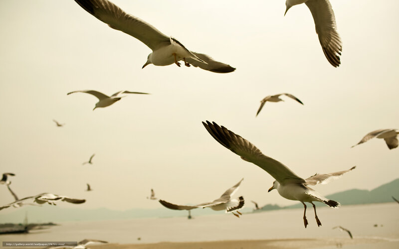 Seagulls in Flight Over Water