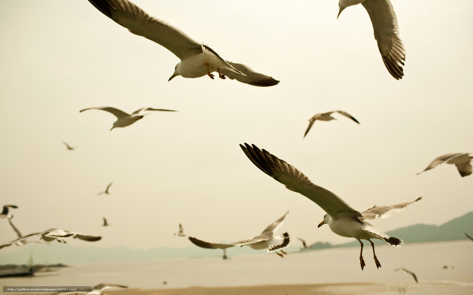Seagulls in Flight Over Water