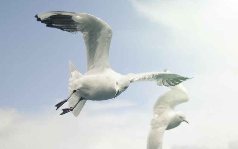 Seagulls in flight