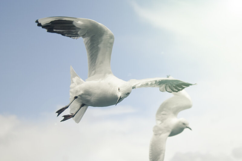 Seagulls in Flight — White, Serene