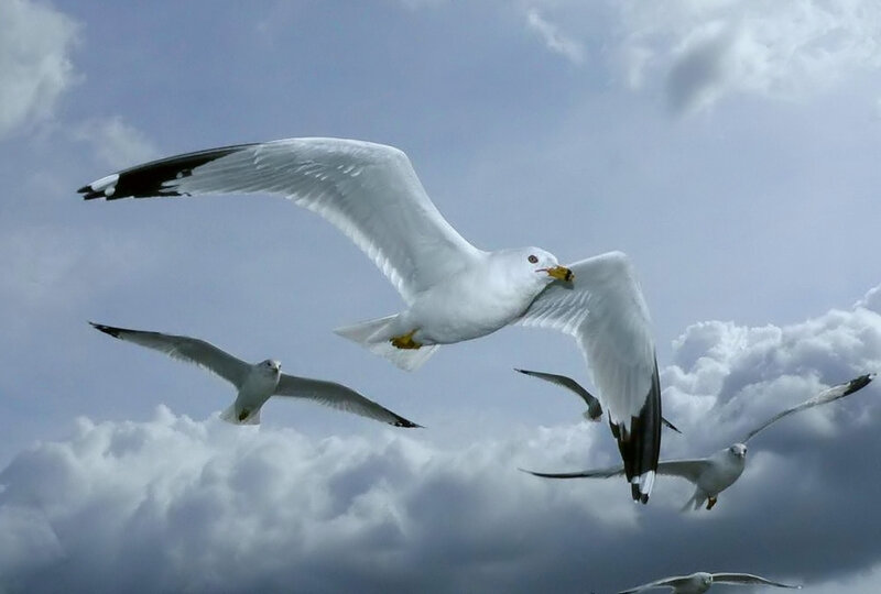 Seagulls in Flight — White