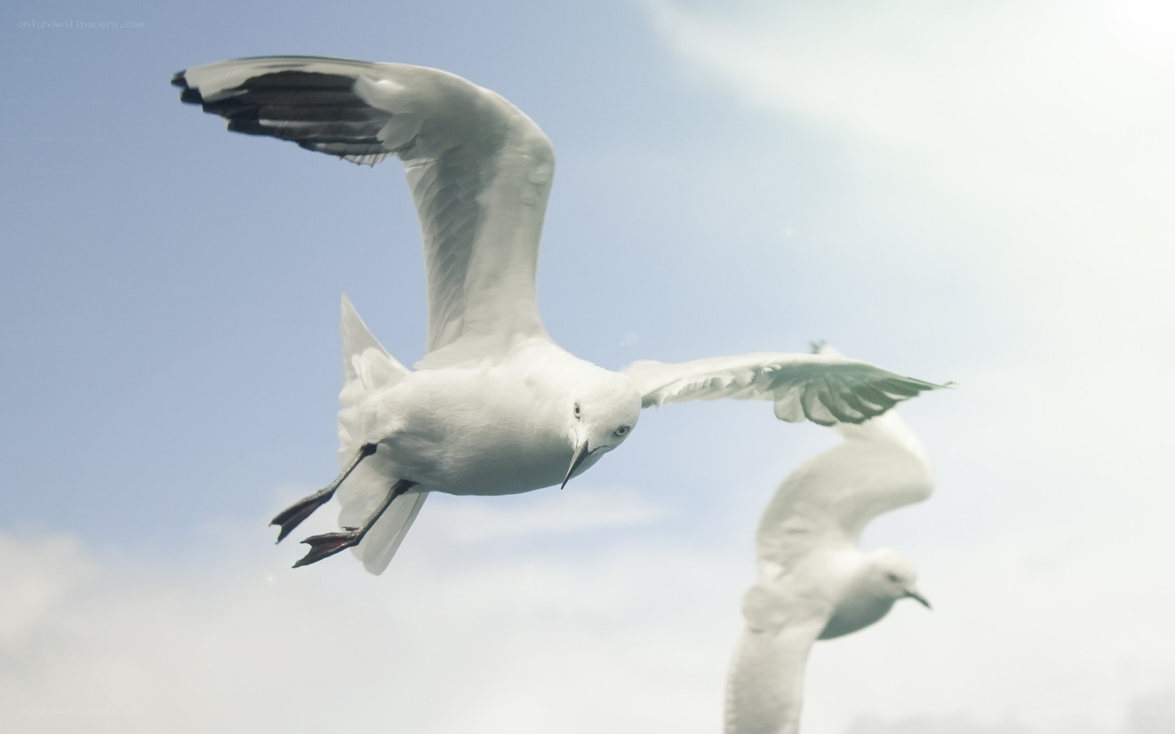 Seagulls in flight