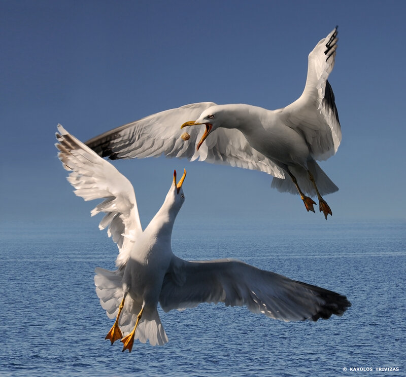 Seagulls in mid-air confrontation