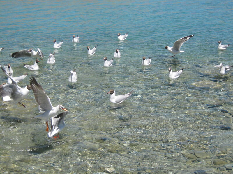Seagulls in shallow water