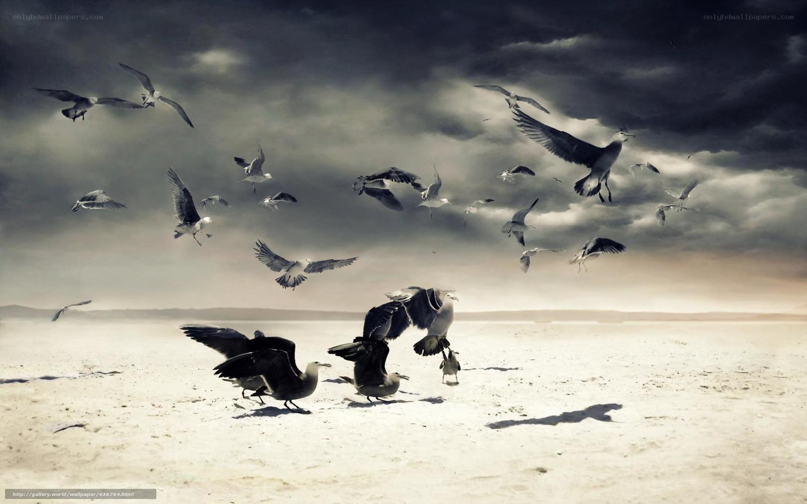 Seagulls in stormy sky