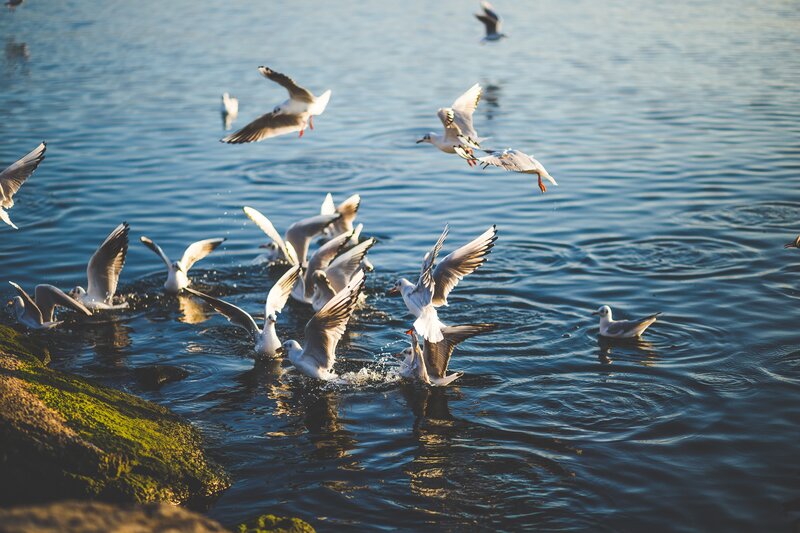 Seagulls in Water
