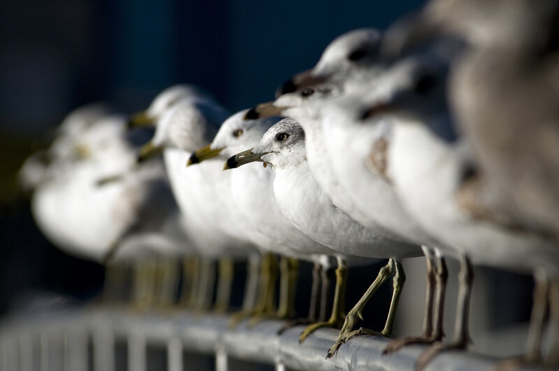 seagulls lined up on a railing