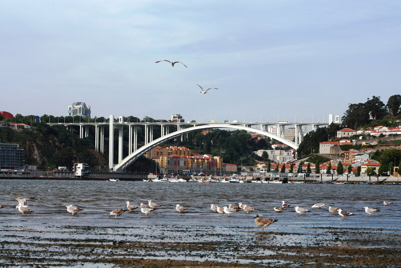 Seagulls near a river bridge