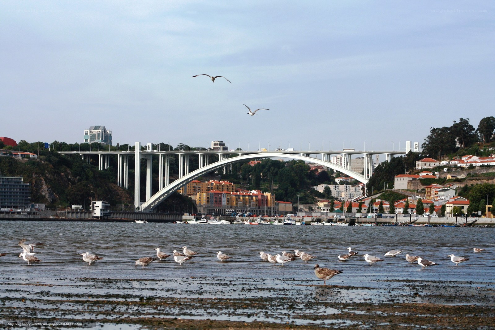 Seagulls near a river bridge