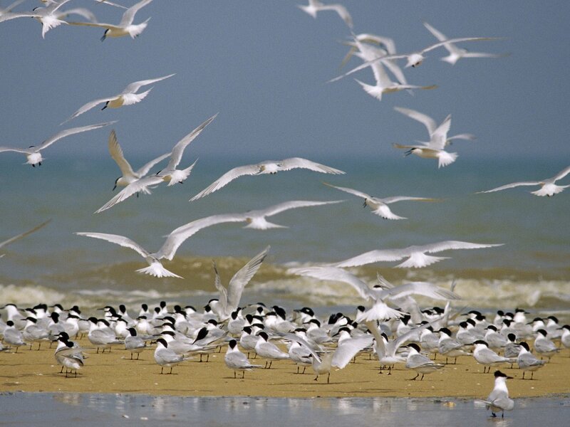 Seagulls on a beach