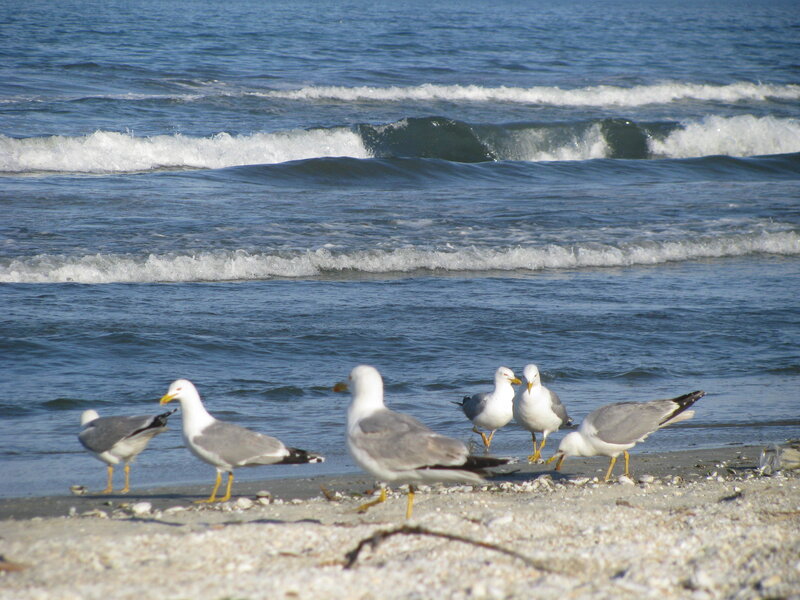 Seagulls on a beach