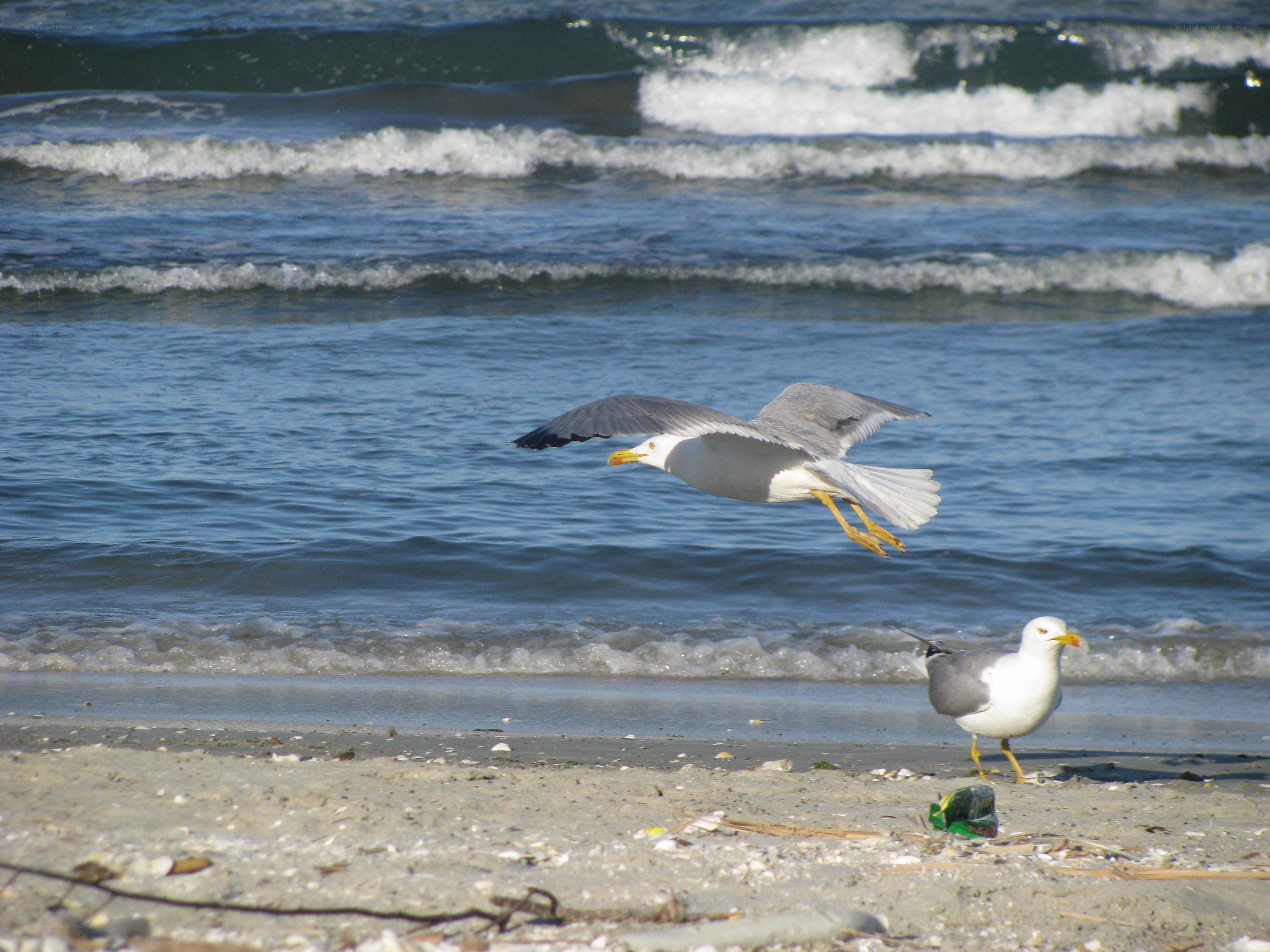 Seagulls on a beach