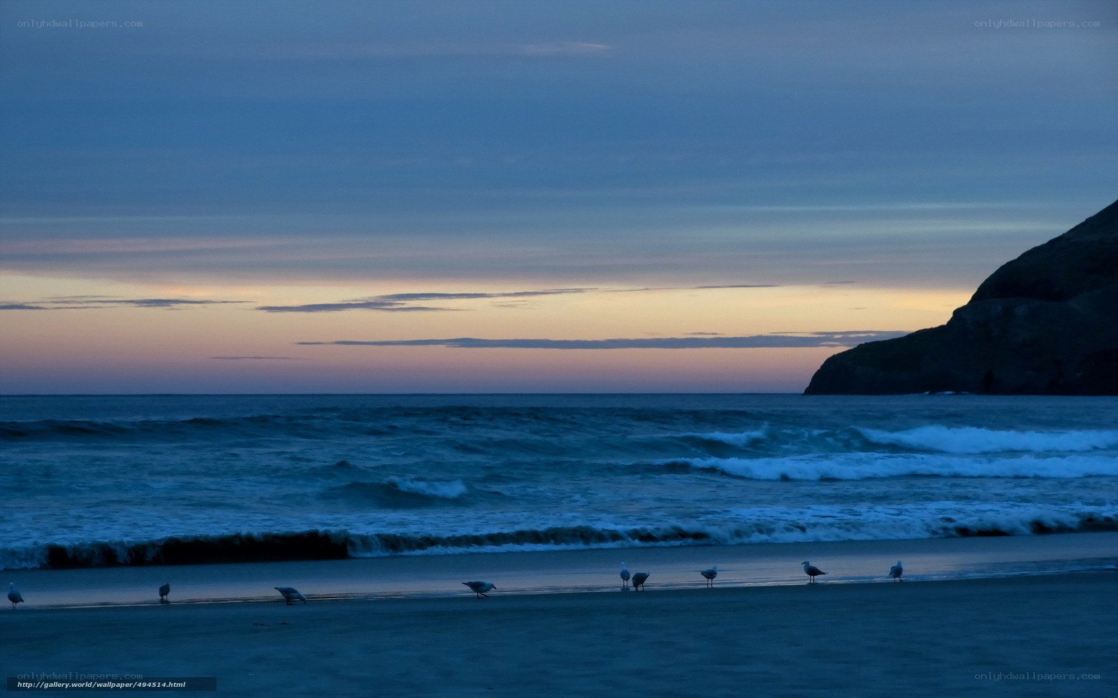 Seagulls on a beach at dusk