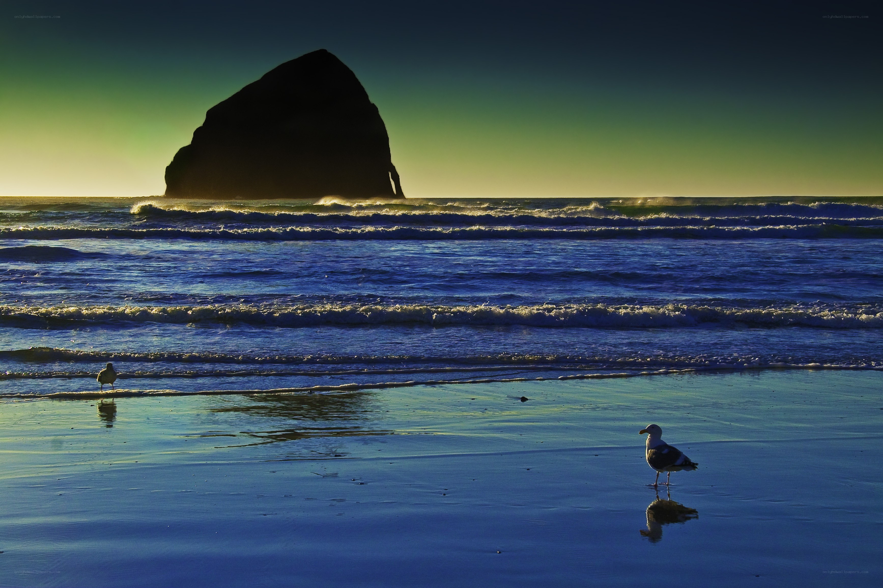 Seagulls on a beach at sunset