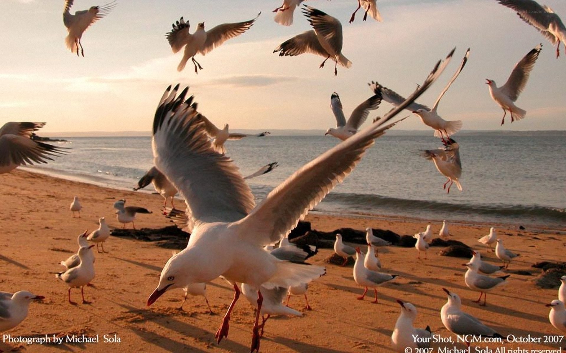 Seagulls on a beach at sunset