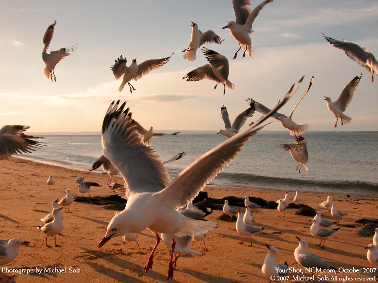 Seagulls on a beach at sunset