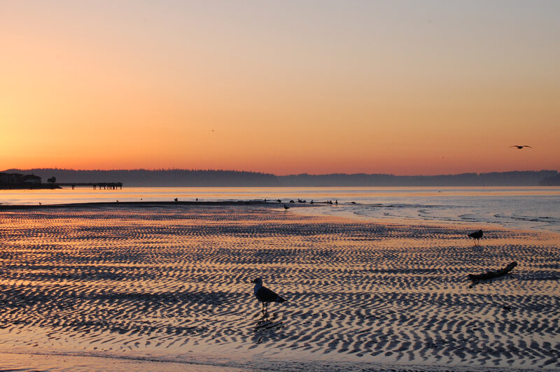 Seagulls on a beach at sunset