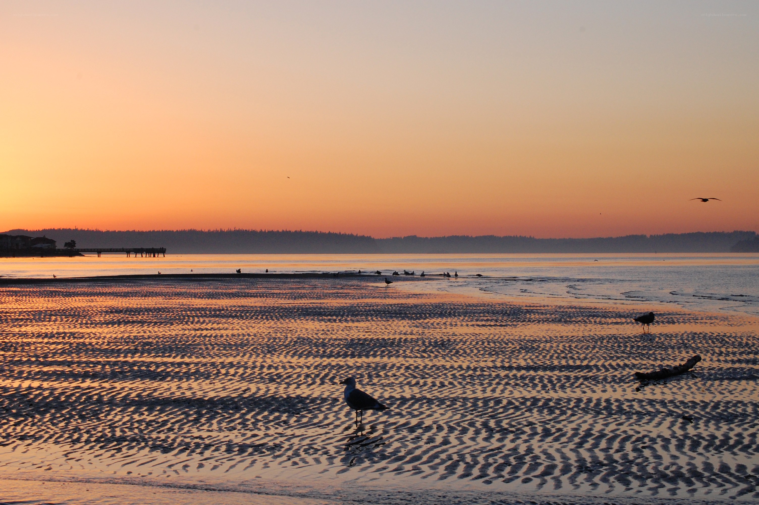 Seagulls on a beach at sunset