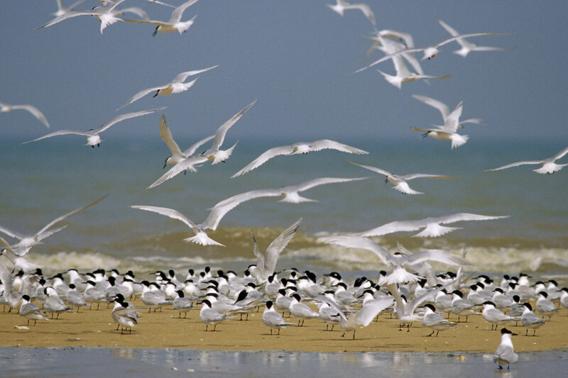 Seagulls on a beach