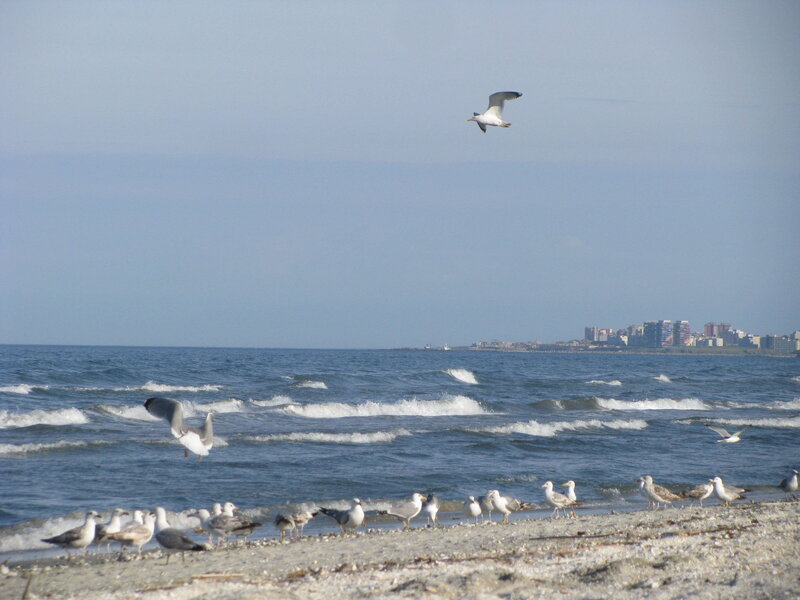 Seagulls on a beach with city in distance