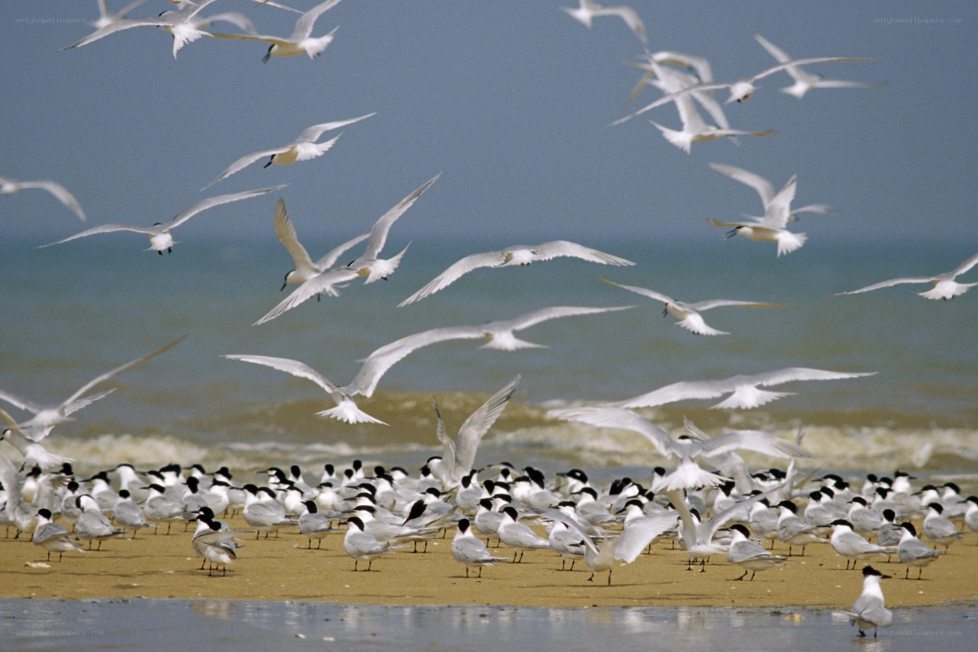 Seagulls on a beach