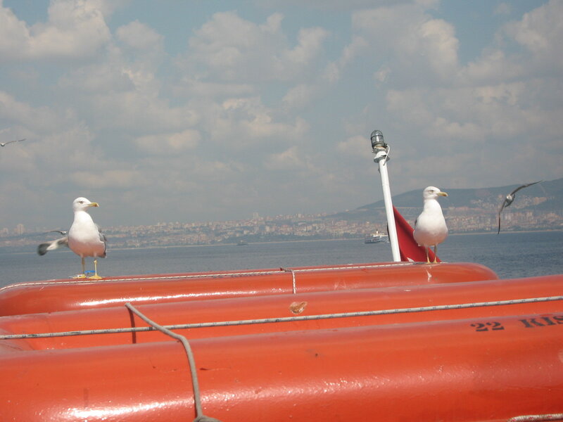 Seagulls on a boat near the coast