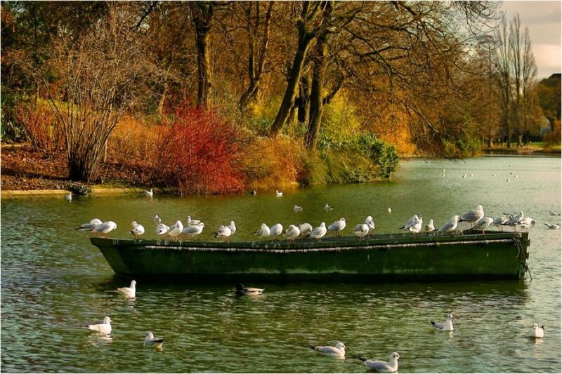 Seagulls on a Boat