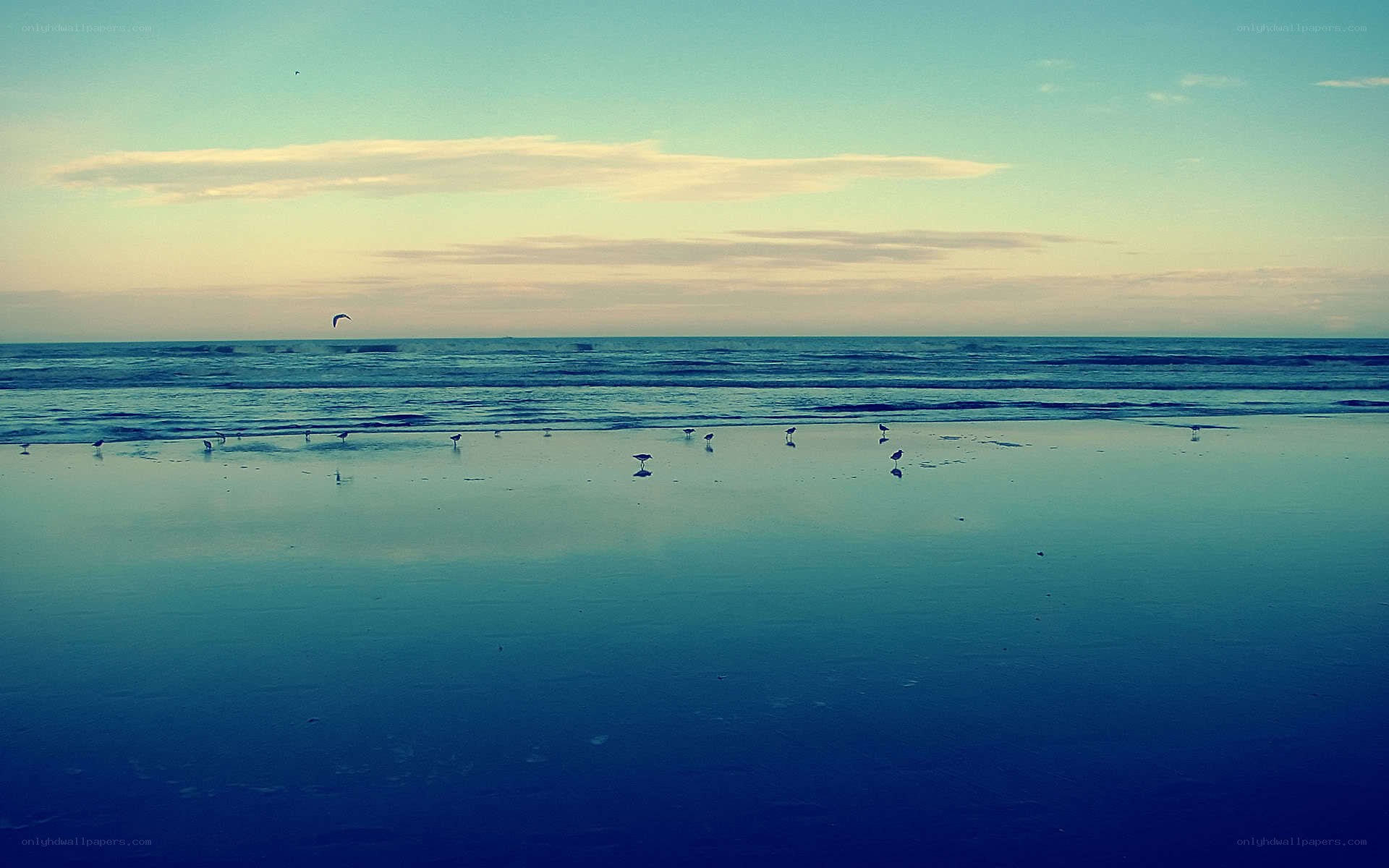 Seagulls on a calm beach
