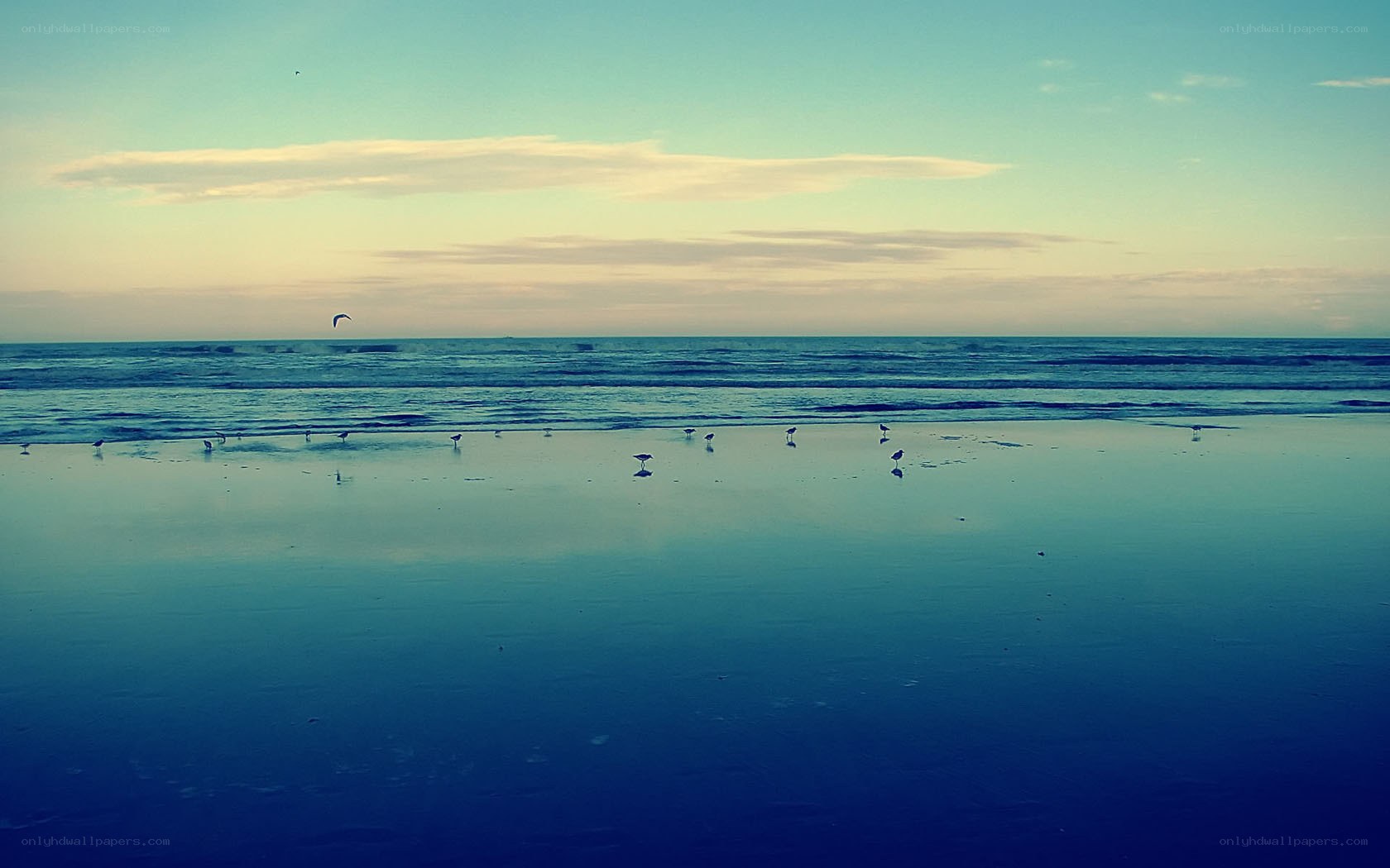 Seagulls on a calm beach