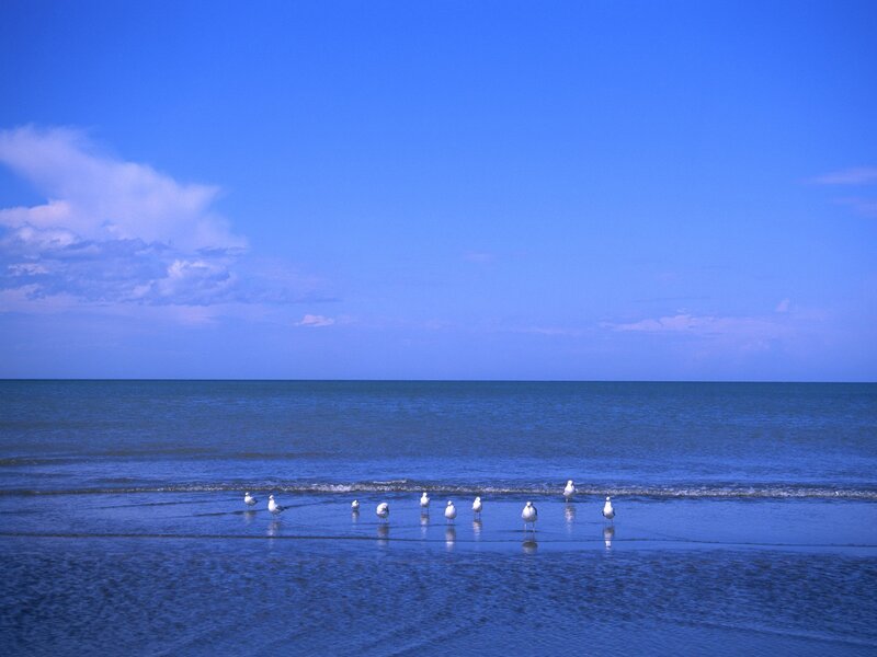 Seagulls on a calm beach