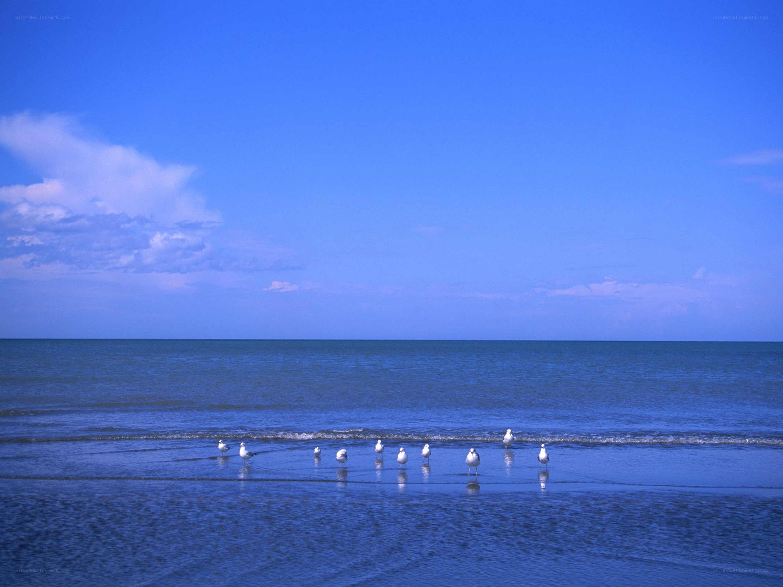 Seagulls on a calm beach