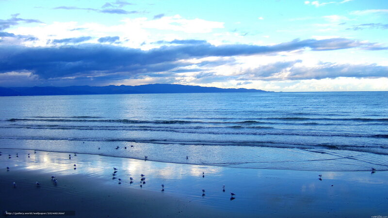 Seagulls on a calm beach