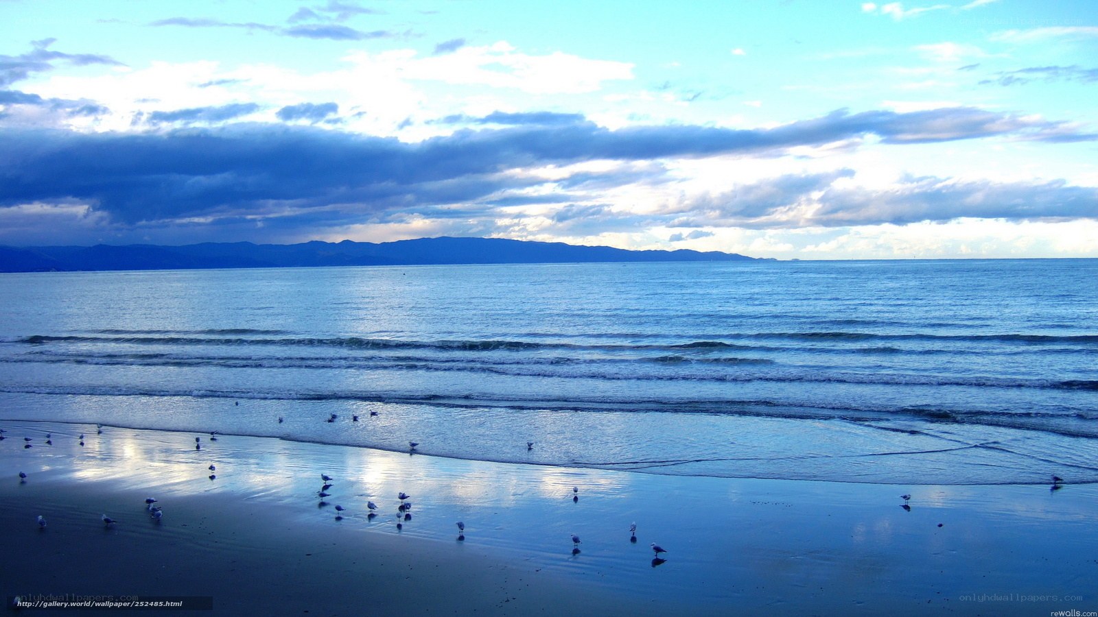 Seagulls on a calm beach