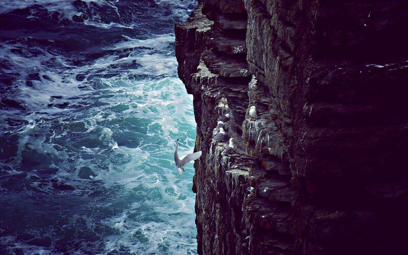 Seagulls on a cliff face