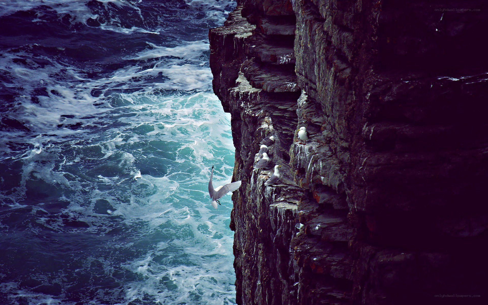 Seagulls on a cliff face