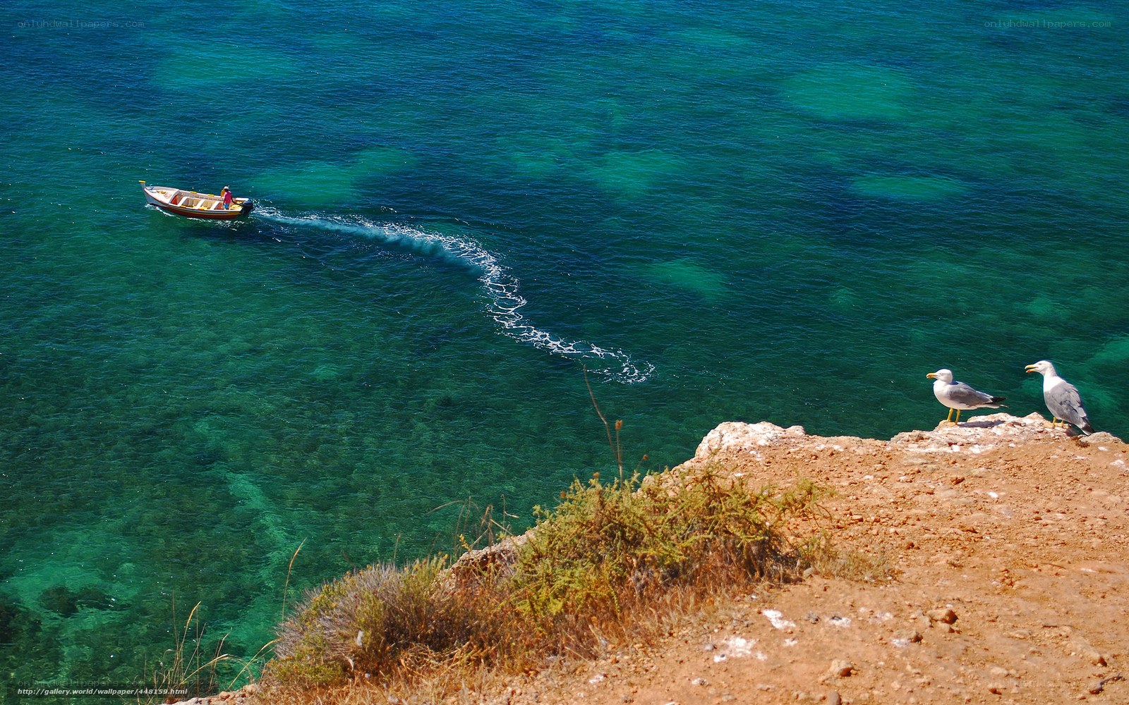 Seagulls on a cliff overlooking the sea
