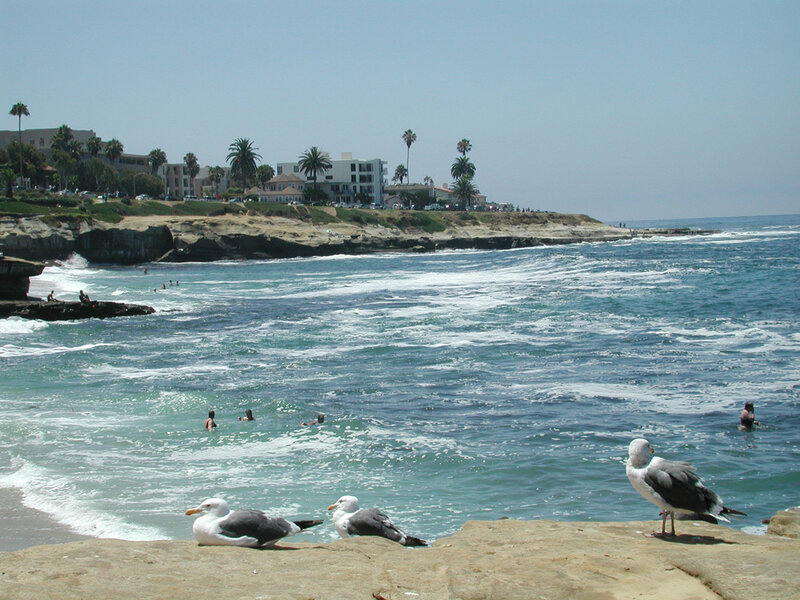 Seagulls on a coastal cliff