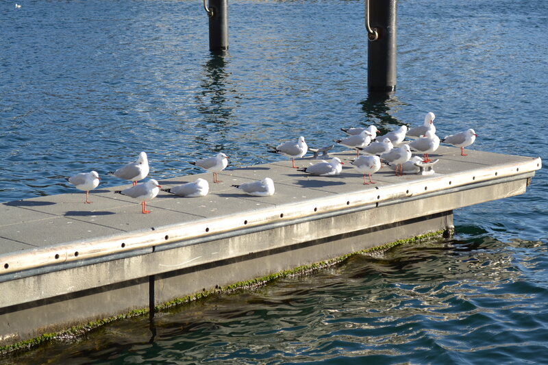 Seagulls on a Dock