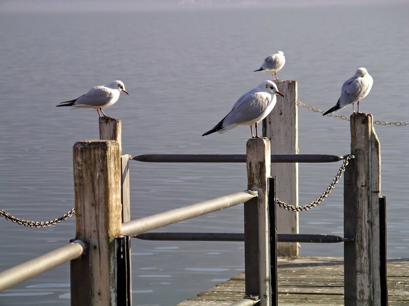 Seagulls on a Dock — White