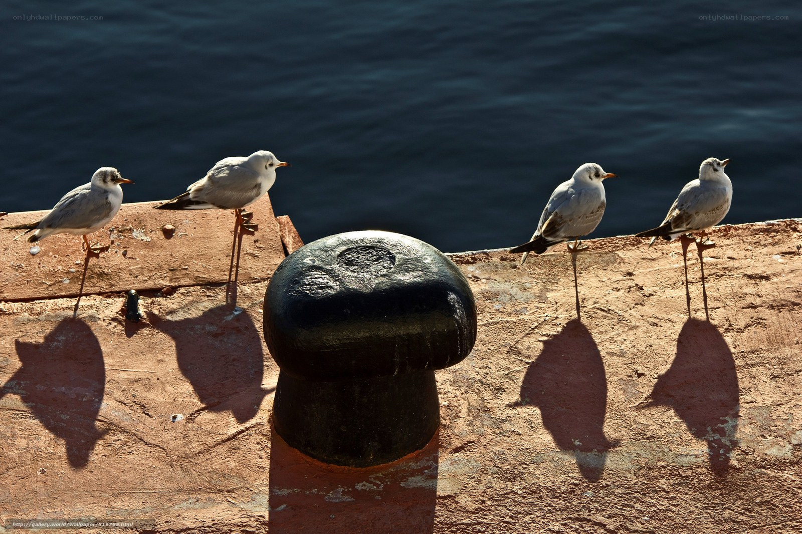 Seagulls on a dock with shadows