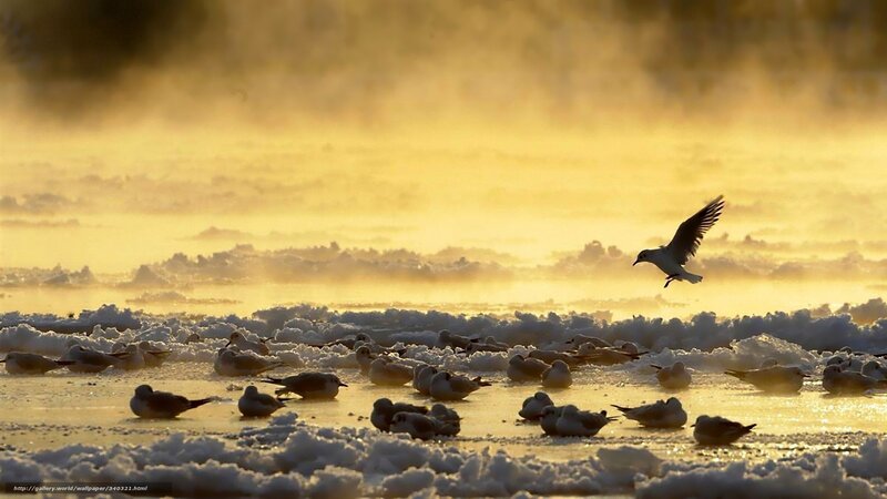 Seagulls on a frozen lake at sunrise