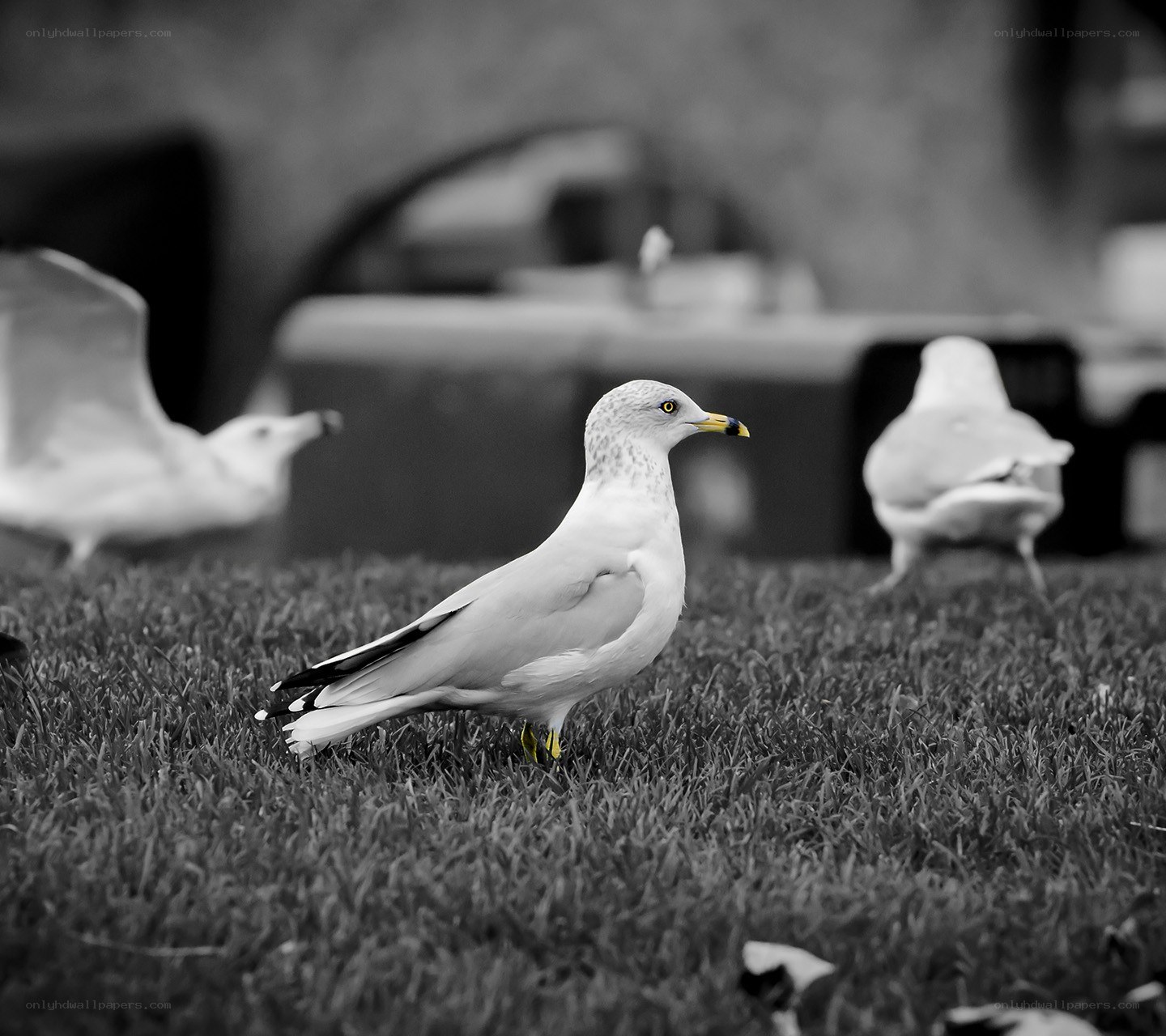 Seagulls on a grassy field
