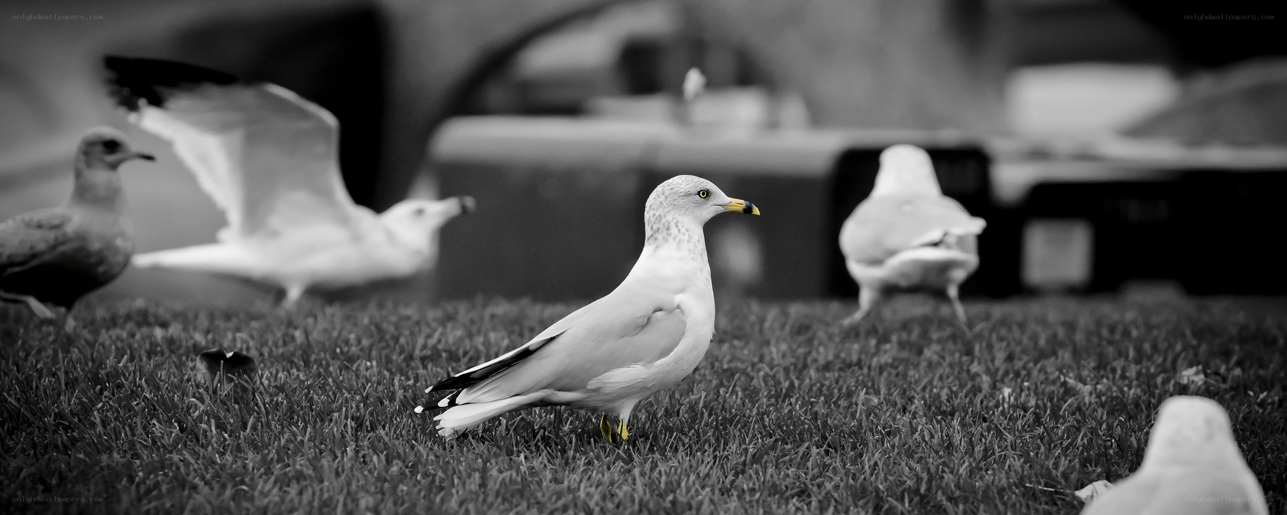 Seagulls on a grassy field